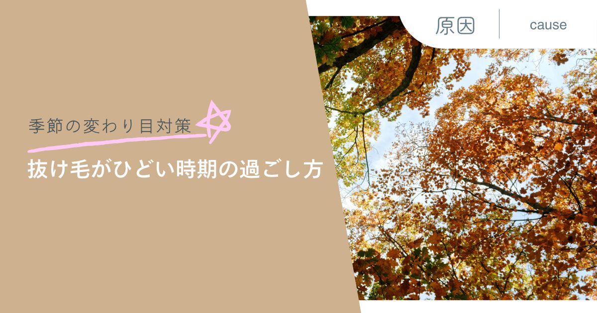 季節の変わり目対策 抜け毛がひどい時期の過ごし方